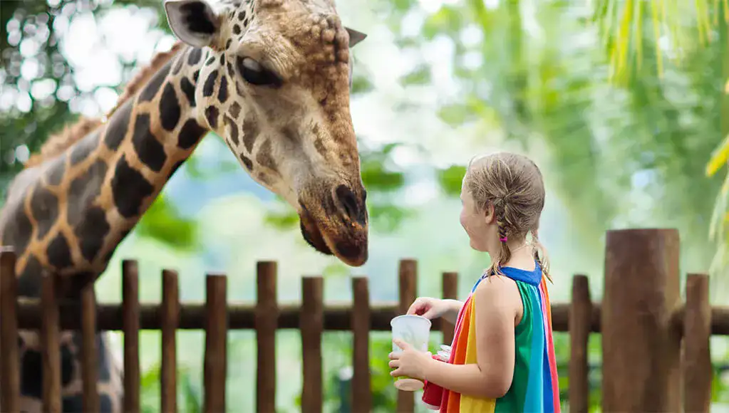 all about kids zoo homepage