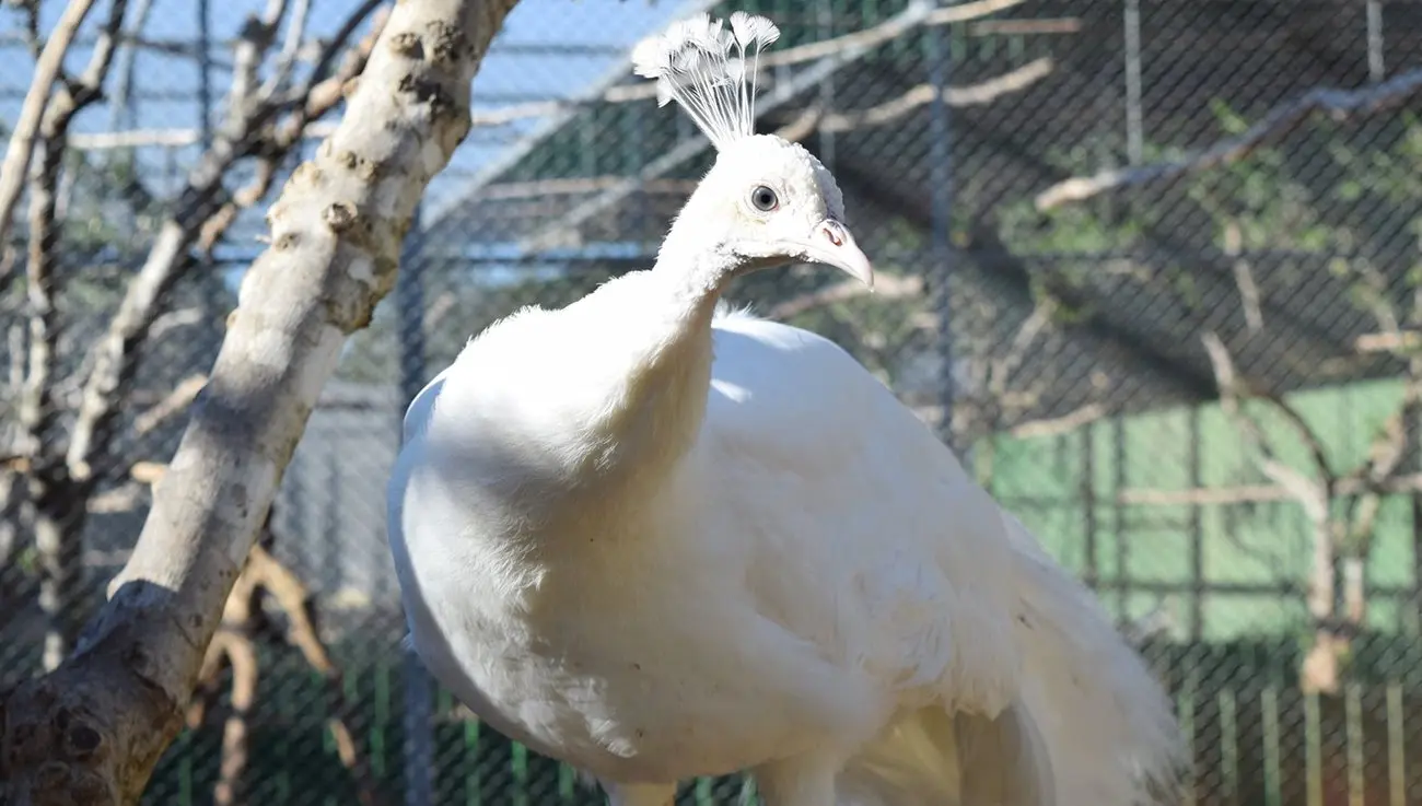 MELIOS ZOO PARK (11)