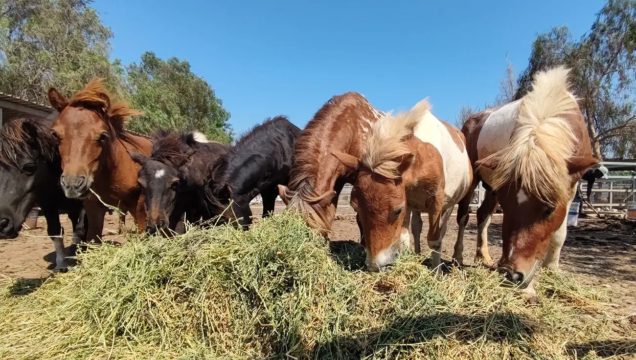 MELIOS ZOO PARK (16)