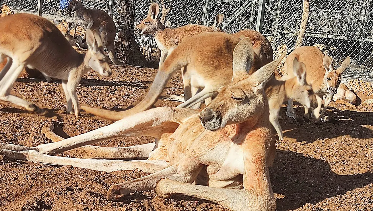 MELIOS ZOO PARK (17)