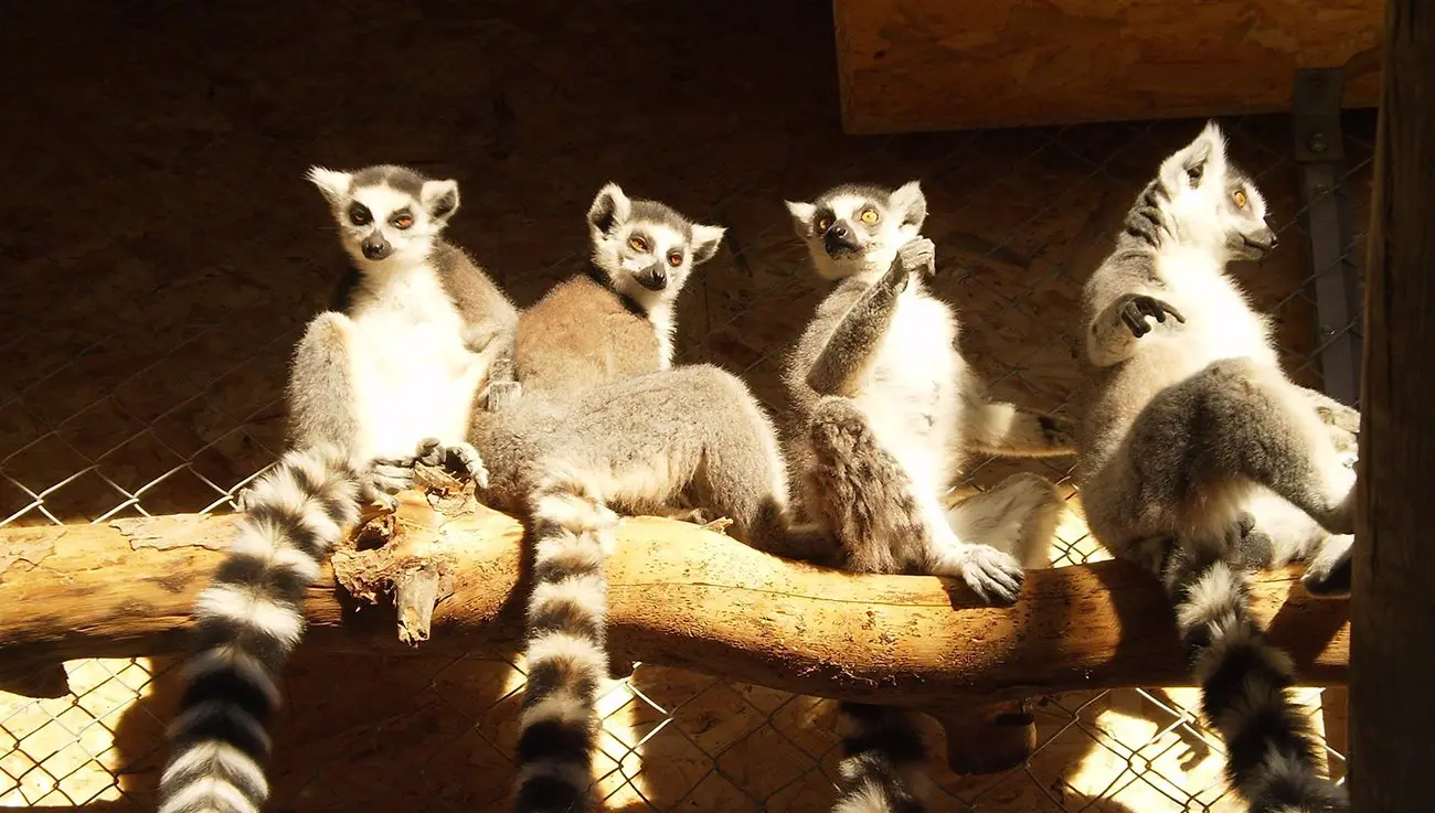 MELIOS ZOO PARK (25)