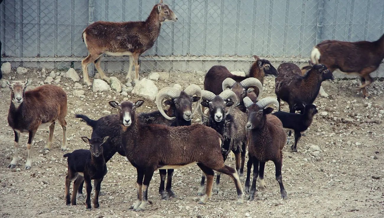 MELIOS ZOO PARK (26)