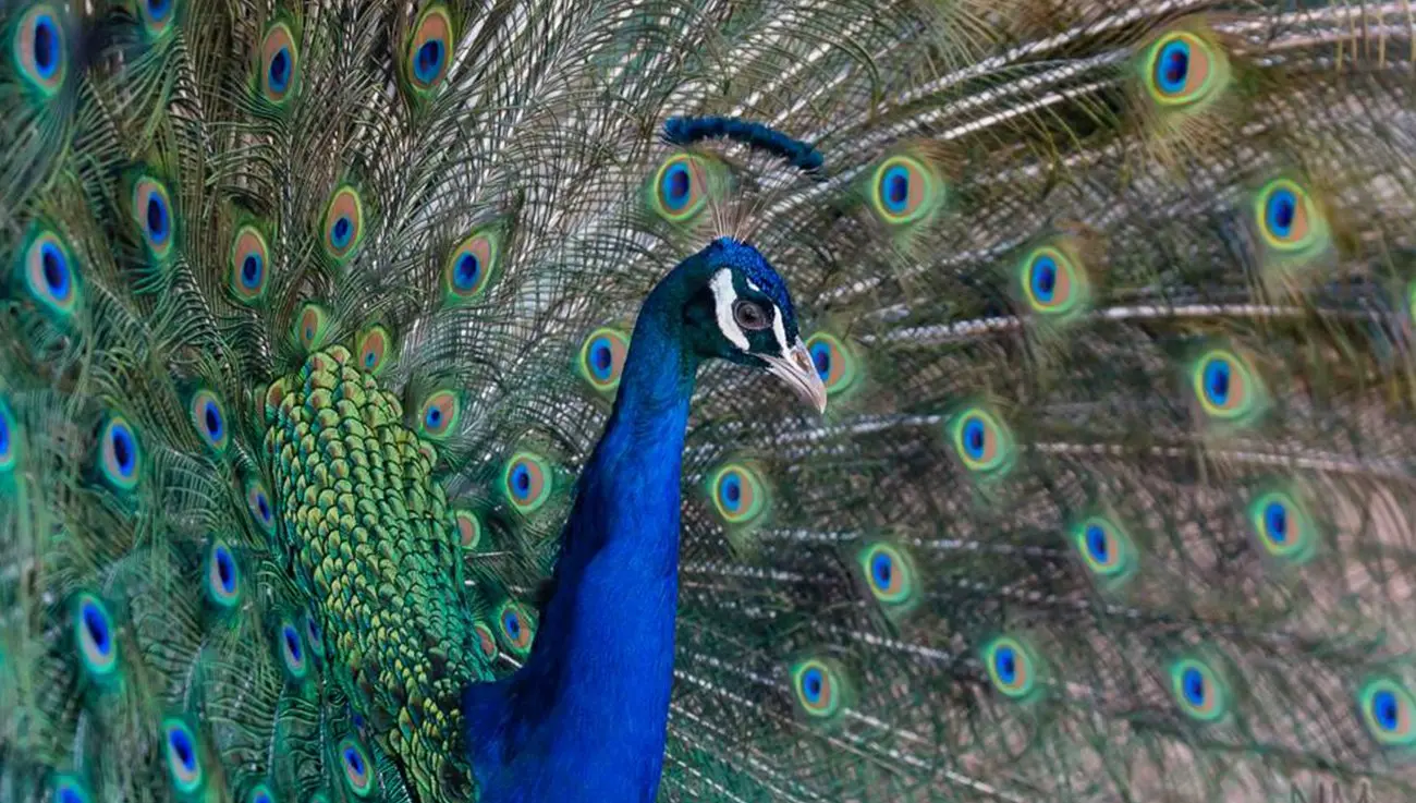 MELIOS ZOO PARK (30)