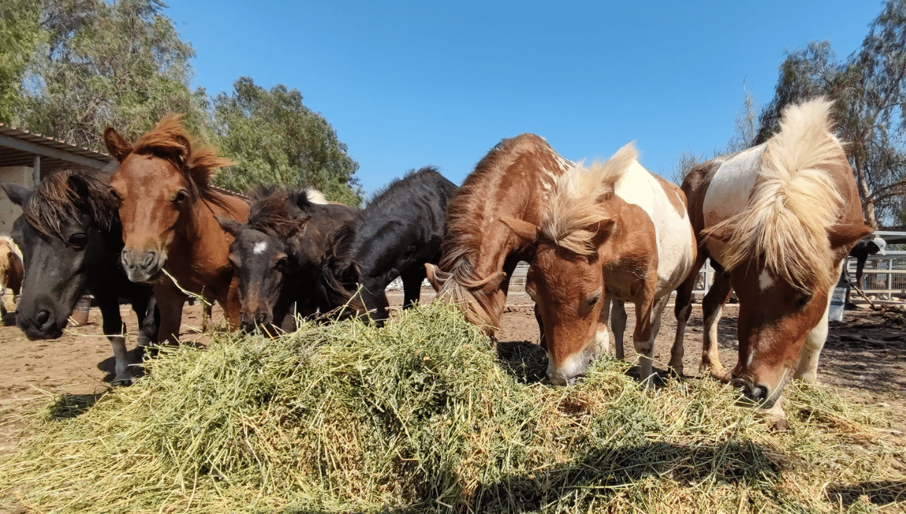 MELIOS ZOO PARK (34)