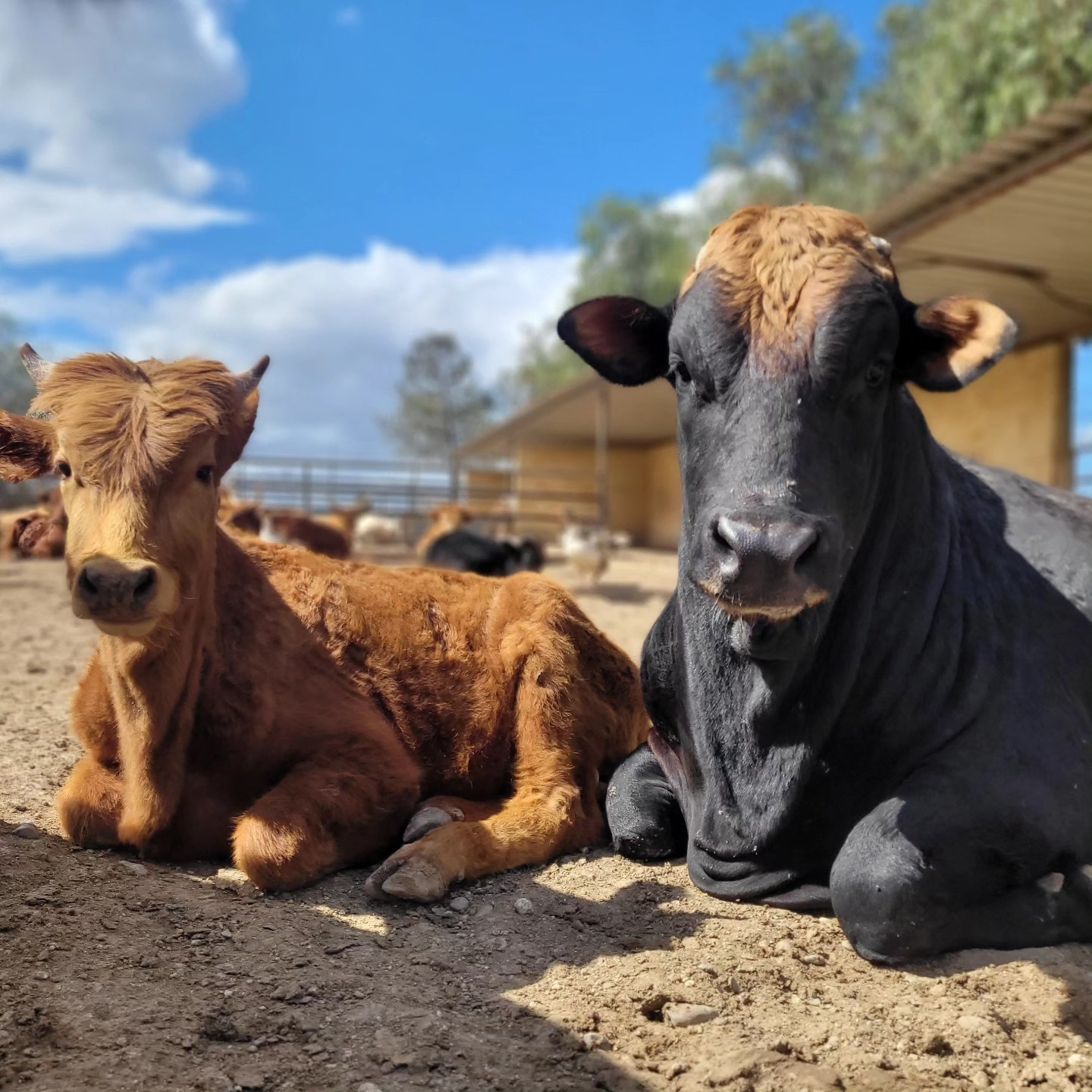 MELIOS ZOO PARK (36)