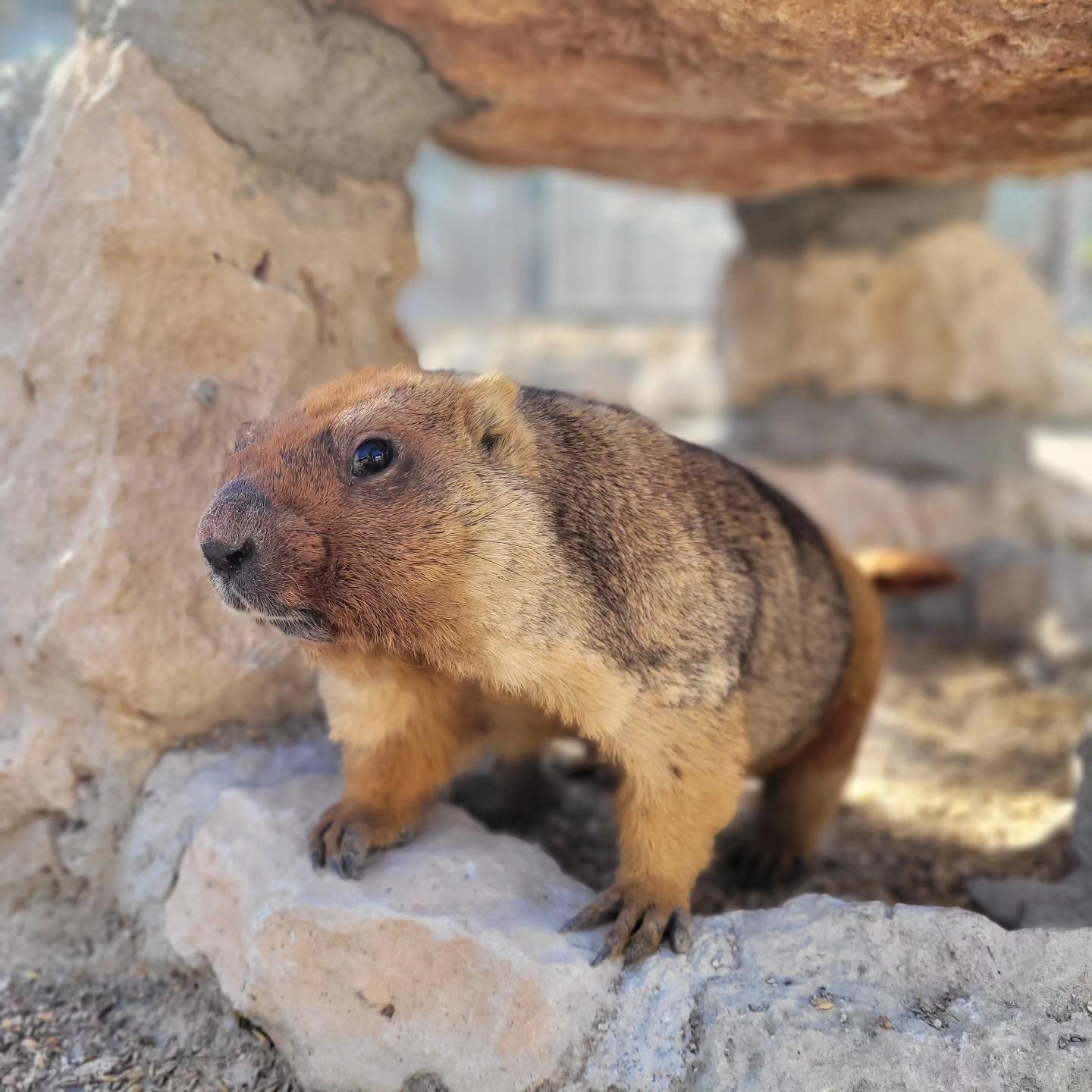 MELIOS ZOO PARK (37)