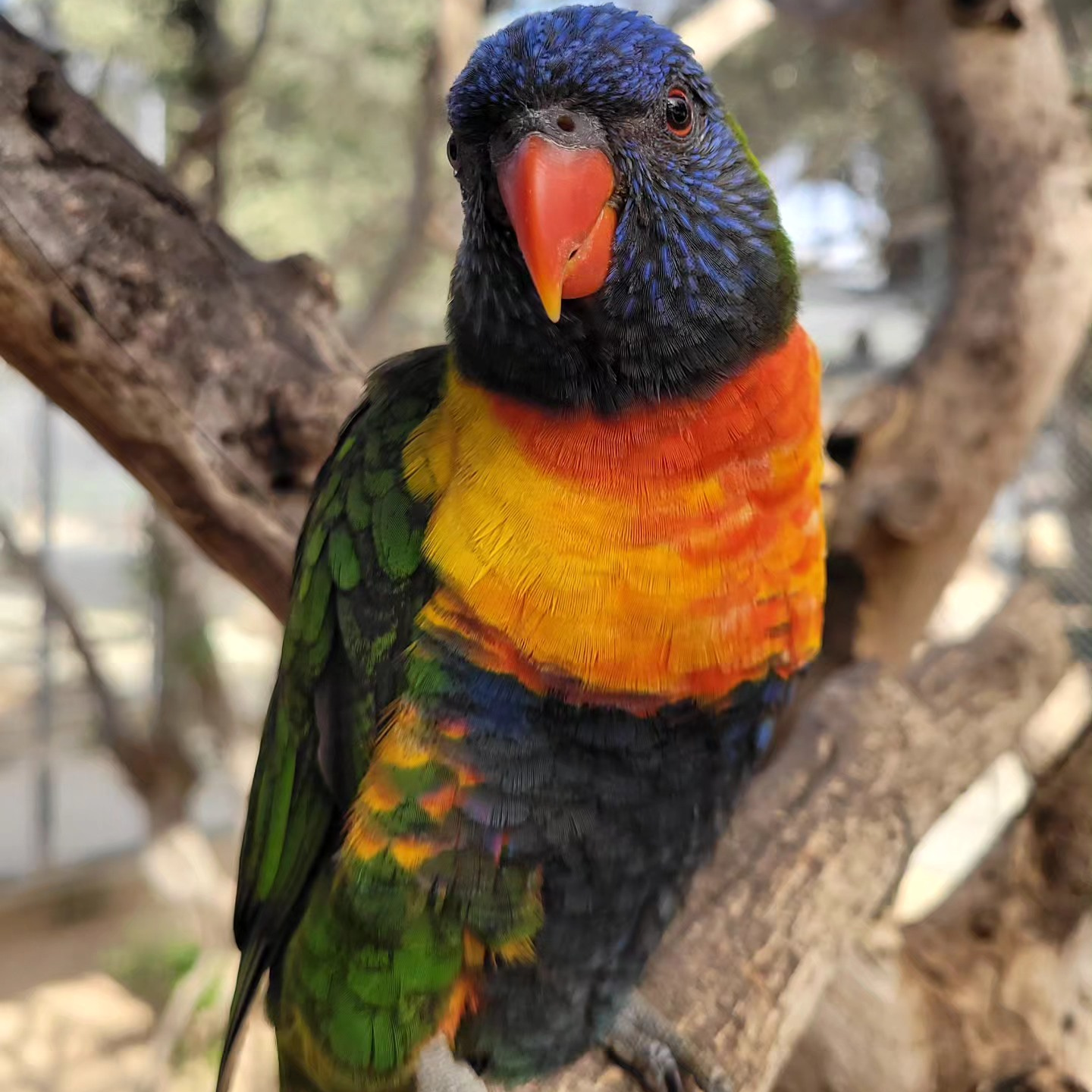 MELIOS ZOO PARK (38)