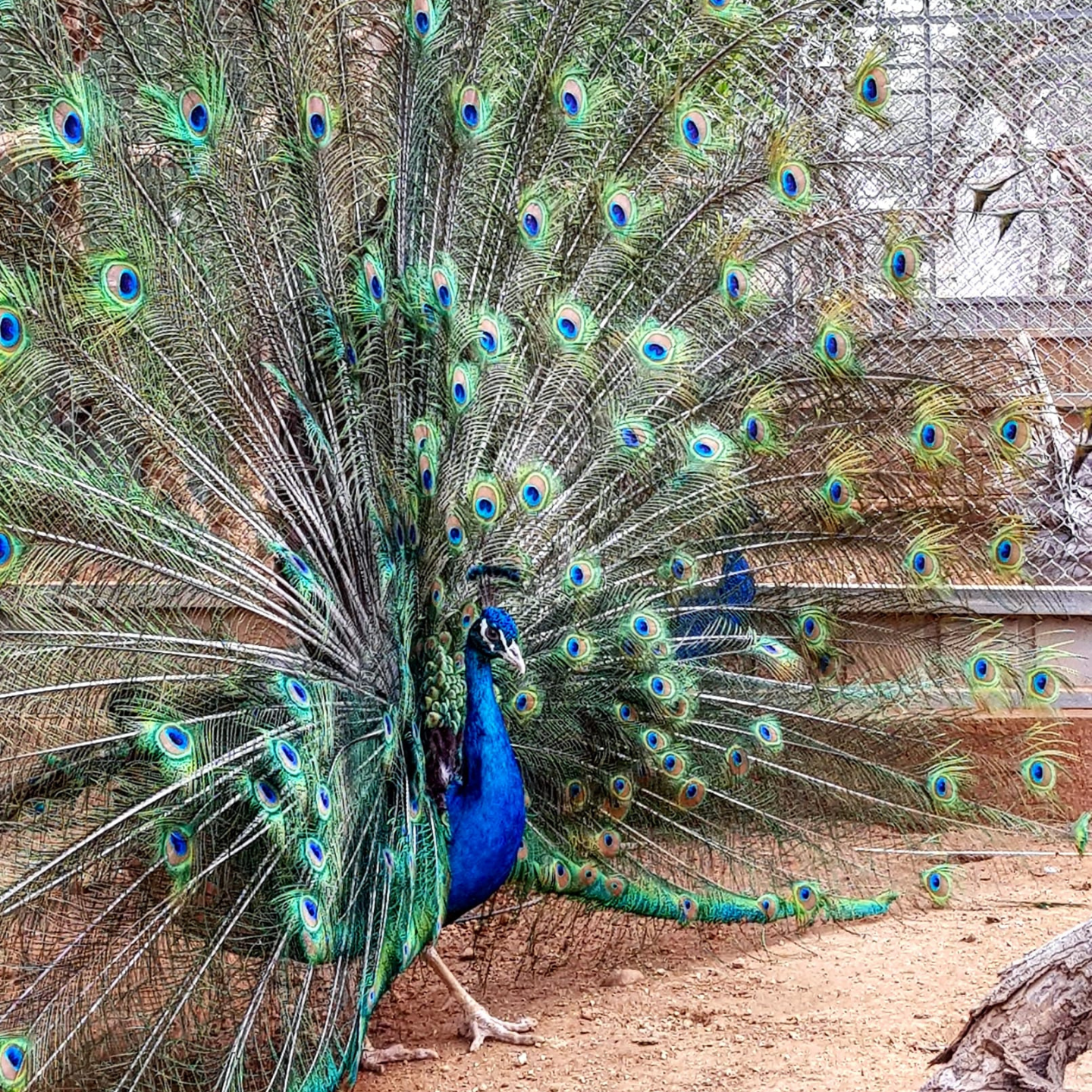 MELIOS ZOO PARK (43)