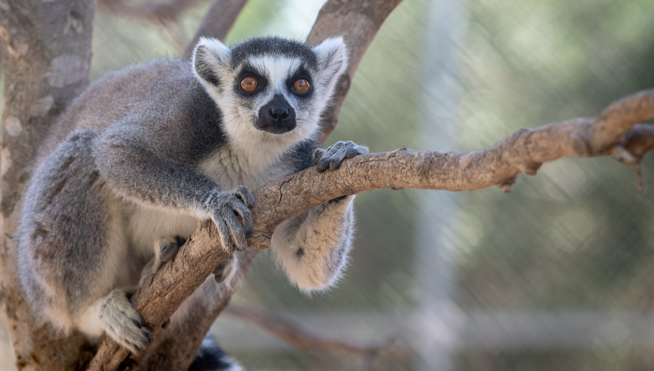 MELIOS ZOO PARK (44)