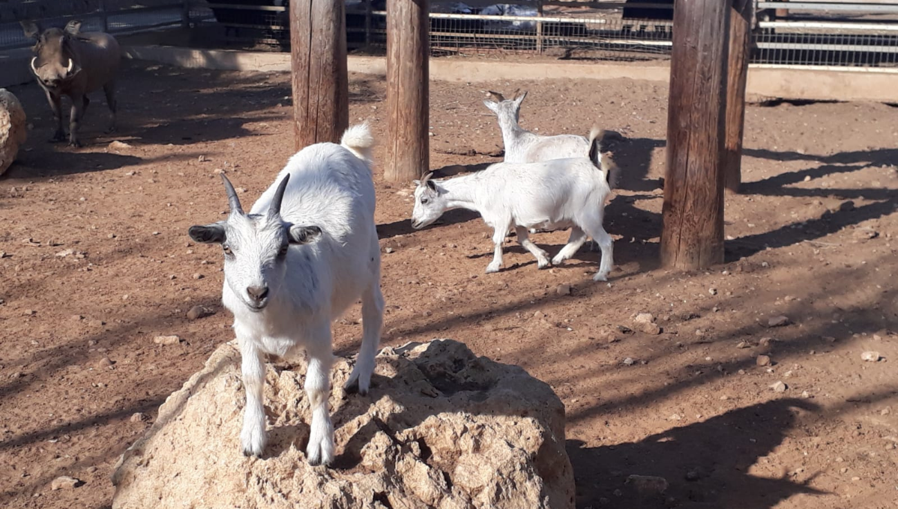 MELIOS ZOO PARK (45)